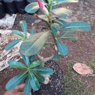 BONSAI ADENIUM-tanaman bahan bonsai adenium/kamboja jepang