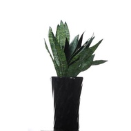 Sansevieria trifasciata, Snake Plant in ceramic pot