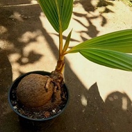 Bibit kelapa - bibit kelapa kuning - bonsai kelapa
