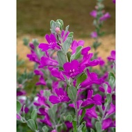 Leucophyllum frutescens – Texas Sage Plant | Drought-Tolerant Shrub | Easy Care