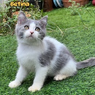 Anak kucing british shorthair mix betina 3 bulan super bulet