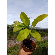 MKT - Philodendron Eurebescen / Malay Gold Live Plant / pokok hiasan dalam rumah / indoor plant