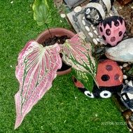 Caladium Keladi murah (Thai beauty Pink)