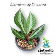Elatostema Sp Sumatera - Tanaman Paludarium Terrarium Jungleplant