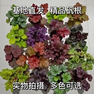 Jiangying Alum Root Plant Pot Combination Cold-Resistant Garden Flower Border Green Plant Garden Leaf-Watching Plant Fou