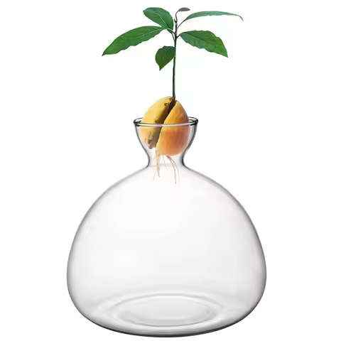Avocado Seed Starter Vase Avocado Vase for Growing Avocado Seed Growing Kit Plant Glass with Sticker