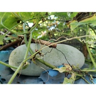 10 biji benih - Kundur Taiwan Labu Air 台湾小冬瓜种子