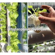 Hydroponics Hydroponic System Farming System Hidroponik Set DIY Home Apartment Balcony Hydroponic Se