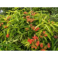 LFT-IXORA JAVANICA RED DAUN BESAR / POKOK LANDSCAPE HIDUP / POKOK PECAH PERIUK / JUNGLE FLAME