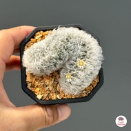 แมมขนแกะคริส Mammillaria albicoma cristata ไม้อวบน้ำ กุหลาบหิน cactus&amp;succulentหลากหลายสายพันธุ์