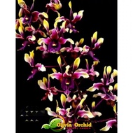 ANGGREK DENDROBIUM DENDRO ANGGREK Dendrobium Tjandrawati Anggrek Hidup Asli Anggrek Siap Berbunga Anggrek Promo Murah