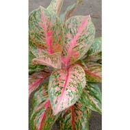 aglaonema striptis aglaonema cantik aglaonema murah tanaman hias