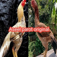 telur ayam Bangkok aseel parot asli