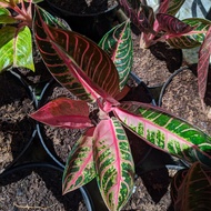 Aglonema red sumatra / aglonema pride of sumatra termurah