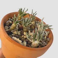 zac.culent - Avonia quinaria subsp. alstonii (Caudex Succulent)