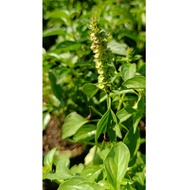 Holy Basil Plant - Ocimum tenuiflorum (Tulsi) for Health & Wellness Gardens
