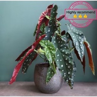 Pokok  Begonia Maculata ( Indoor Plants)