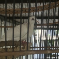 Burung tekukur putih mata merah kuk 3