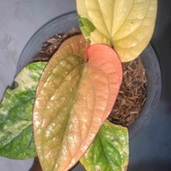 anthurium radicans variegata original - 01 - ard