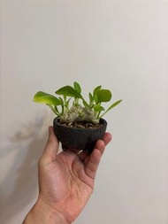 惠比須笑（清位）狀態超好 $220