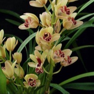 20 เมล็ดพันธุ์ เมล็ดกล้วยไม้ กล้วยไม้ ซิมบิเดียม (Cymbidium Orchids) Orchid flower seeds อัตราการงอก