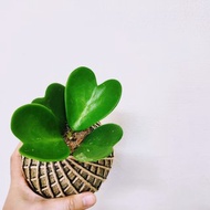 心葉毬蘭苔球│板植│窗邊植物│多肉植物│觀葉植物