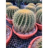 Cactus Golden Barrel (15cm dia to 45cm dia width size).  Free fertilizer and soil. Door step deliver