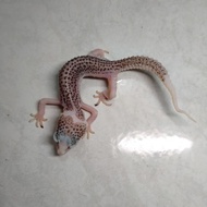 Leopard Gecko Pied Minus