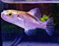 【成崧水族】紫金娃娃魚 狗頭娃娃 紫金娃娃