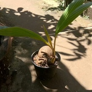 Bibit kelapa - bibit kelapa kuning - bonsai kelapa