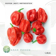 Benih Bibit Biji - Cabai Pepper (Hot) Hotscotch Scotch Bonnet Seeds -