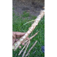 keratan benih napier pandan/dwarf 5batang/pek