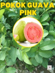 Pokok Jambu Guava Pink/ Pink Guava/ Isi Merah Jambu Hybrid Anak Pokok Cepat Berbuah