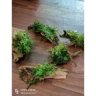 Moss With drift wood