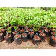 CHURCH TREE _NGOT Dwarf gup tree, standard variety from mother tree