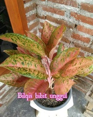 Bibit Bunga Aglonema Lulaiwa