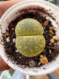 生石花-綠寶石、大白、餅乾