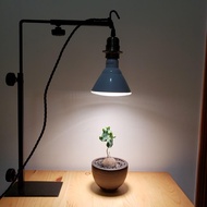 觀葉 塊根 多肉 植物燈架