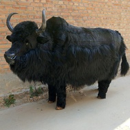 Simulation Animal Yak Model Fur Crafts Tibetan Yak Specimen Big Yak Exhibition Decoration Ornaments
