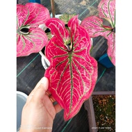 THEZALFASGARDEN - KELADI MING MAHA MONGKOL / MING MAHA MONGKOL CALADIUM / KELADI THAI HYBRID