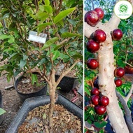 Cây Nho thân gỗ 12 vụ ra trái quanh năm cao 50cm (ảnh thât- Giống nho Vip trong các dòng nho thân g