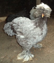 Ayam brahma Park blue motled betina ( real foto dan video )