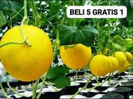 50 Benih Bibit Biji Melon Luna Golden Kuning F1 Hibrida Seeds Manis besar