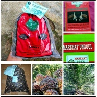 benih kecambah sawit jenis marihat