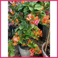 ◊ ۩ ✸ Bougainvillea Small Rooted