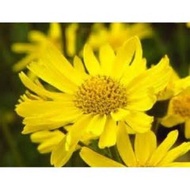 H14 Arnica Extract