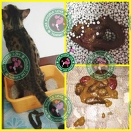 Ubat Cirit Kucing cat Anjing dog