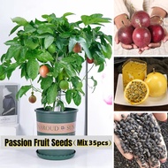*ขายเมล็ดพันธุ์/ประเทศไทยพร้อมสต็อก* ปลูกง่าย 35 เมล็ด เมล็ดพันธุ์เสาวรส Passion Fruit Seeds for Planting Tropical Fruit Tree Plants Seeds ต้นไม้ฟอกอากาศ ต้นไม้มงคล ต้นผลไม้ Plants Seeds ต้นไม้แคระ พันธุ์ไม้ผล เมล็ดบอนสี พันธุ์ไม้หายาก บอนไซ ผลไม้สด
