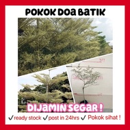 Rina • pokok Doa batik • 2 kaki umbrella bucida variegated tree tumbuhan tanaman hidup gardening gar