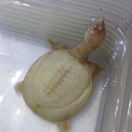 Labi-labi bulus Pelodiscus albino size 6-7cm BUKAN BABY